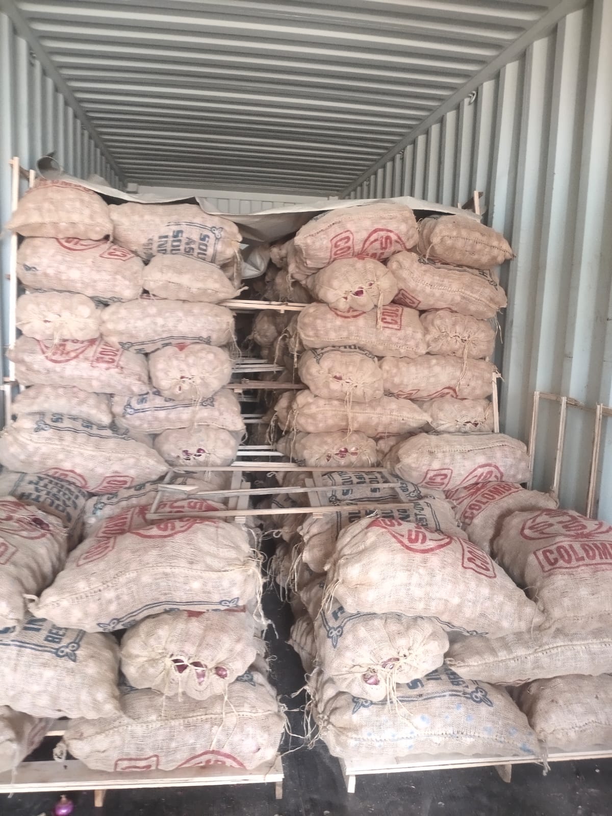 Bulk big onion supply